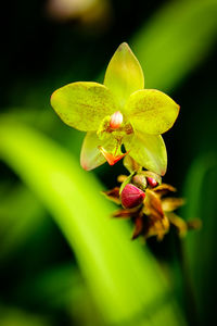 Close-up of insect on plant