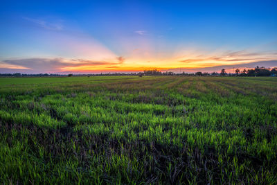 Scenic view of field against sky during sunset