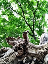 Low angle view of tree trunk in forest