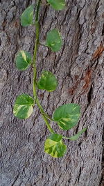 Close-up of plant growing on tree trunk