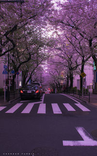 View of cherry blossom on street in city