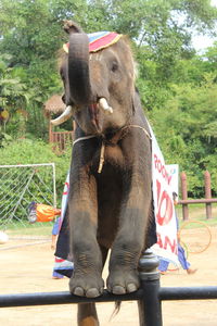 Elephant standing by tree against plants