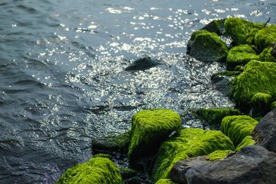 High angle view of moss on rock in sea