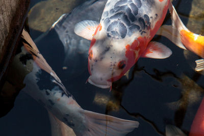 Close-up of fishes swimming in aquarium