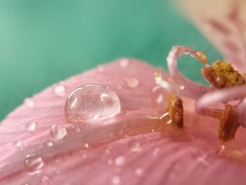 Close-up of water drops on flower blooming outdoors