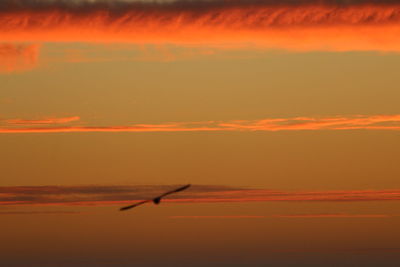 Bird flying against orange sky