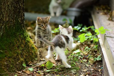 Cats on a plant