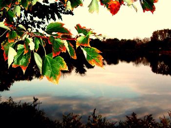 Reflection of trees in lake
