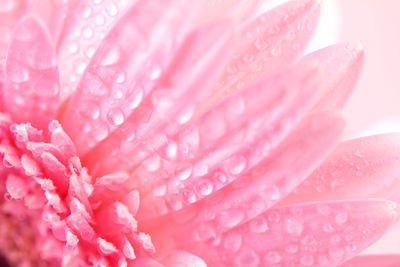 Close-up of pink flower