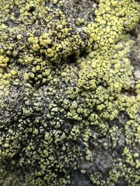 Full frame shot of lichen growing on plant