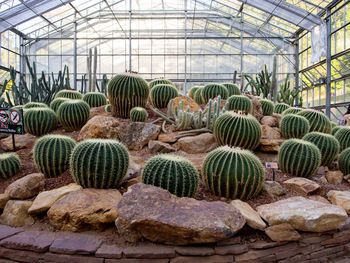 Cactus plants in greenhouse