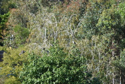 Close-up of bird perching on tree