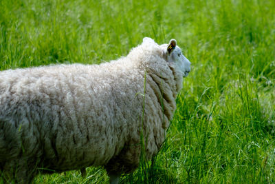 Sheep in a field