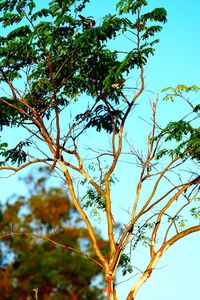 Low angle view of tree against sky