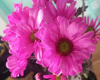 Close-up of pink flower