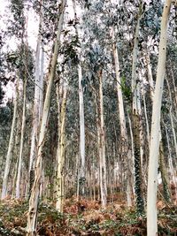 Low angle view of trees in forest