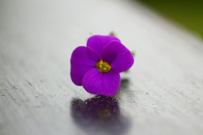 Close-up of flower on wood