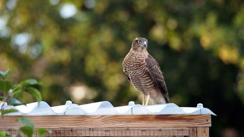 bird