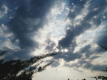 Low angle view of tree against sky