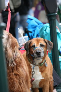 Portrait of dog sitting outdoors