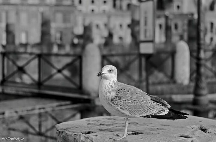 bird, animals in the wild, animal themes, focus on foreground, wildlife, one animal, built structure, architecture, perching, seagull, building exterior, pigeon, day, outdoors, close-up, roof, no people, retaining wall, famous place, city