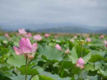 Close-up of pink lotus water lily blooming against sky