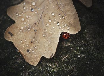 Close-up of ladybug by wet leaf