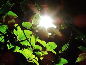 Close-up of plants against trees