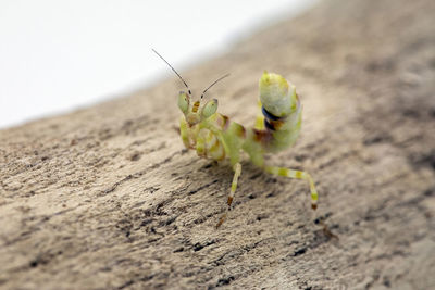 Close-up of insect