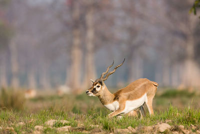 Deer on field