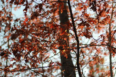 Low angle view of autumnal tree