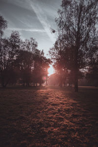 Sunlight streaming through trees on field during sunset