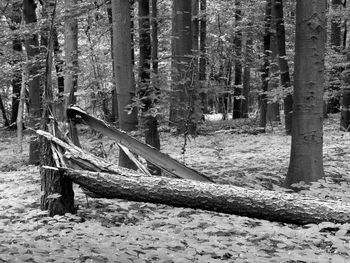 Trees growing in forest