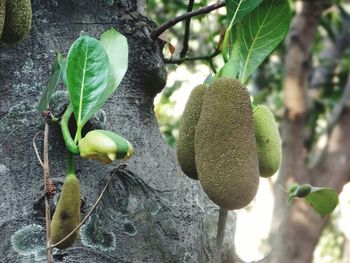 Close-up of fruit growing on tree