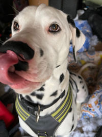 Close-up portrait of dog