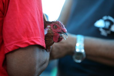 Midsection of man holding hen