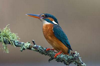 Close-up of bird perching on branch