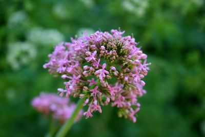 Close-up of pink flowers blooming in park