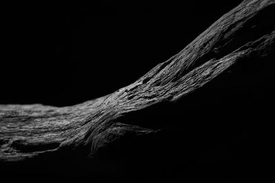 Close-up of rope against tree trunk