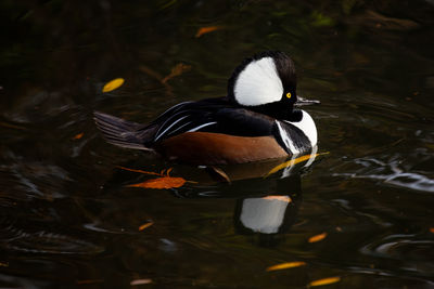 Duck swimming in lake