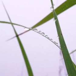 Close-up of wet plant against sky