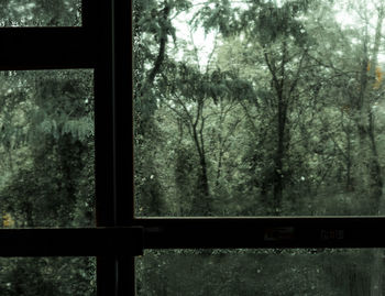 Trees seen through window