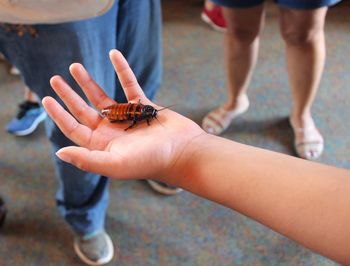 Close-up of hand holding insect