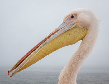 Close-up of a bird