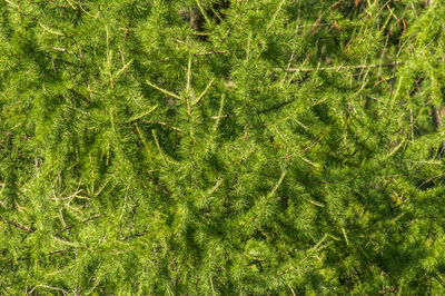 Full frame shot of plants on field