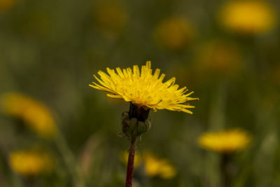 Close-up of bee on yellow flower