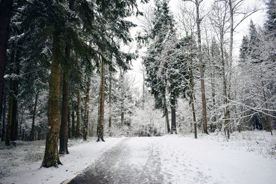 Snow covered road amidst trees in forest