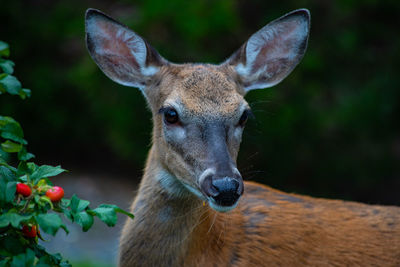 Close up of deer