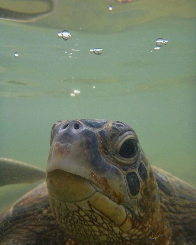 animal themes, animals in the wild, wildlife, water, one animal, swimming, fish, close-up, sea life, turtle, bird, nature, zoology, sea, lake, reptile, animal head, animals in captivity, two animals, focus on foreground