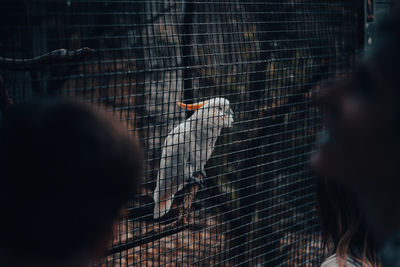 Rear view of bird in cage